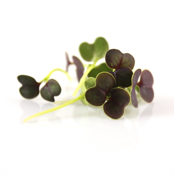 Micro Pak Choi tmavo červený semená na mikrozeleninu 10 g